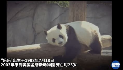 旅美大熊猫离世 驻美使馆回应